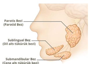 Tükürük Bezi Hastalıkları